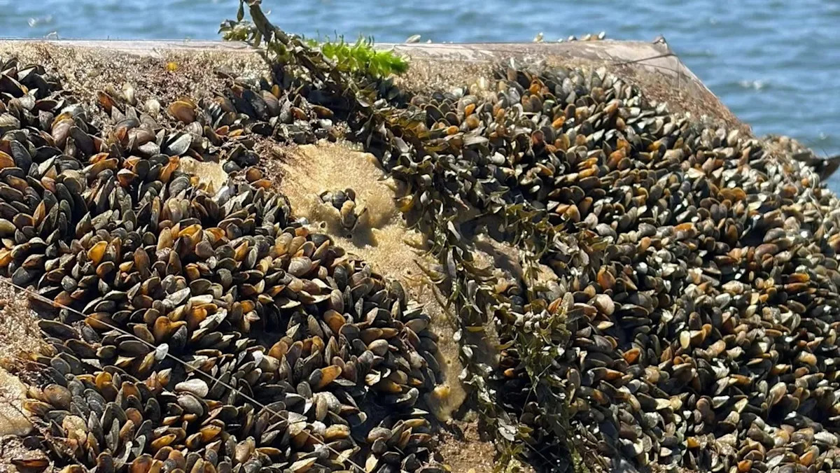 California is pouring $6 million into fight against invasive golden mussels clogging waterways