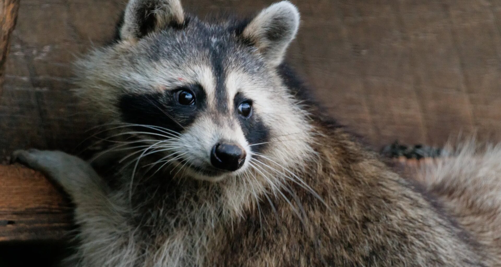 Oakland NJ police help search for raccoon that bit person in town