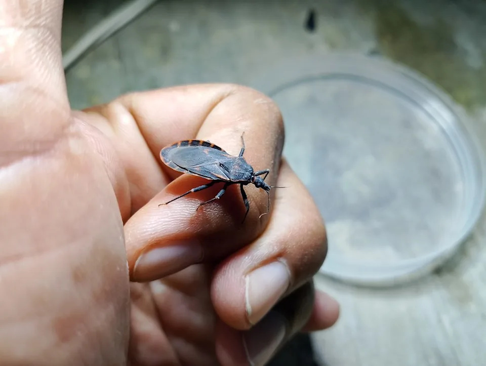 The bug, officially called triatomines, spreads “flu-like illness with fever, headache, cough, abdominal pain or swelling at the bite site.” Getty Images/500px