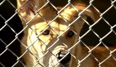 Sacramento animal shelter at double capacity after Fourth of July influx