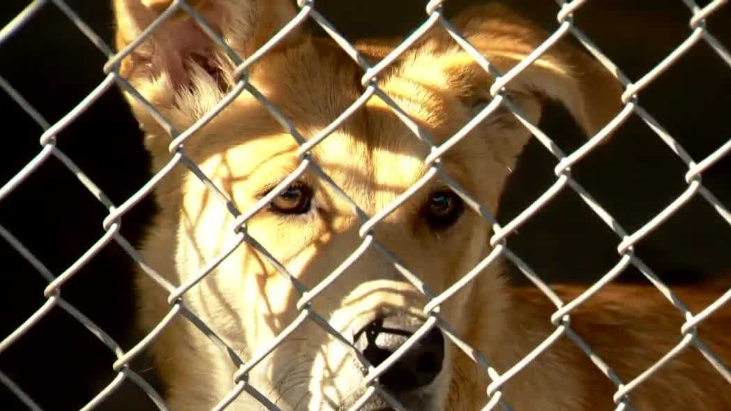Sacramento animal shelter at double capacity after Fourth of July influx