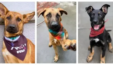 Oakland Nonprofit Dog Rescue Sues Shannon Miranda and 'Co-Conspirators' for Animal Cruelty and Fraud | Lost Coast Outpost