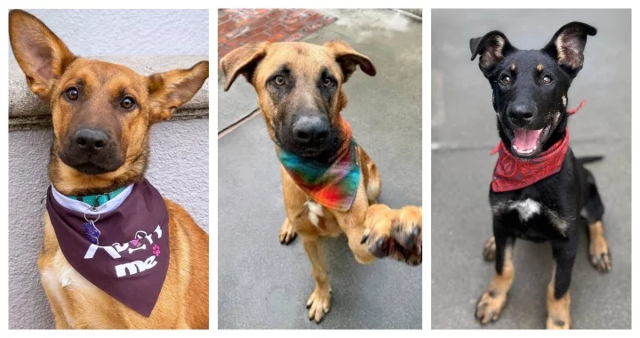 Oakland Nonprofit Dog Rescue Sues Shannon Miranda and 'Co-Conspirators' for Animal Cruelty and Fraud | Lost Coast Outpost
