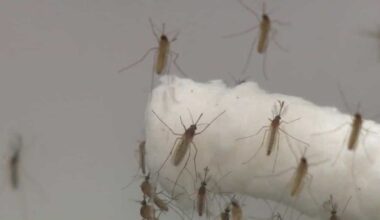 First human case of West Nile virus this year confirmed in Sacramento County