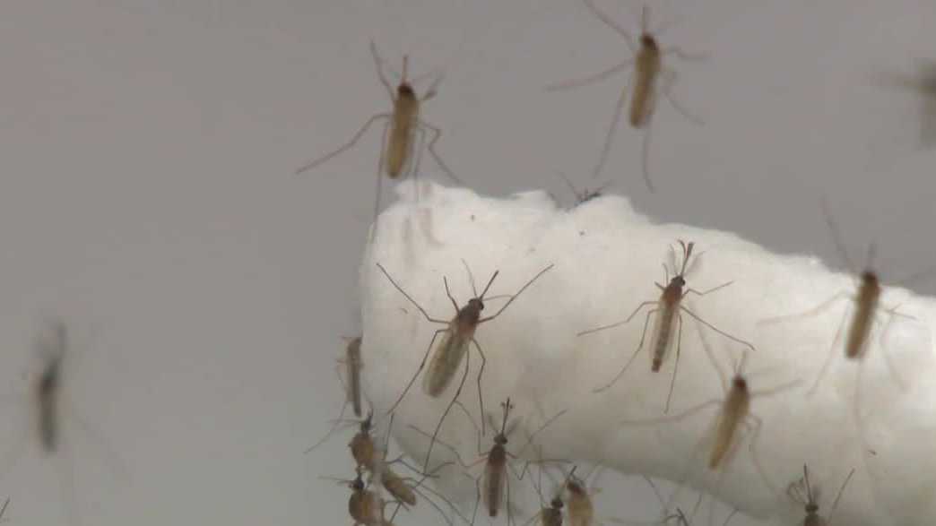 First human case of West Nile virus this year confirmed in Sacramento County