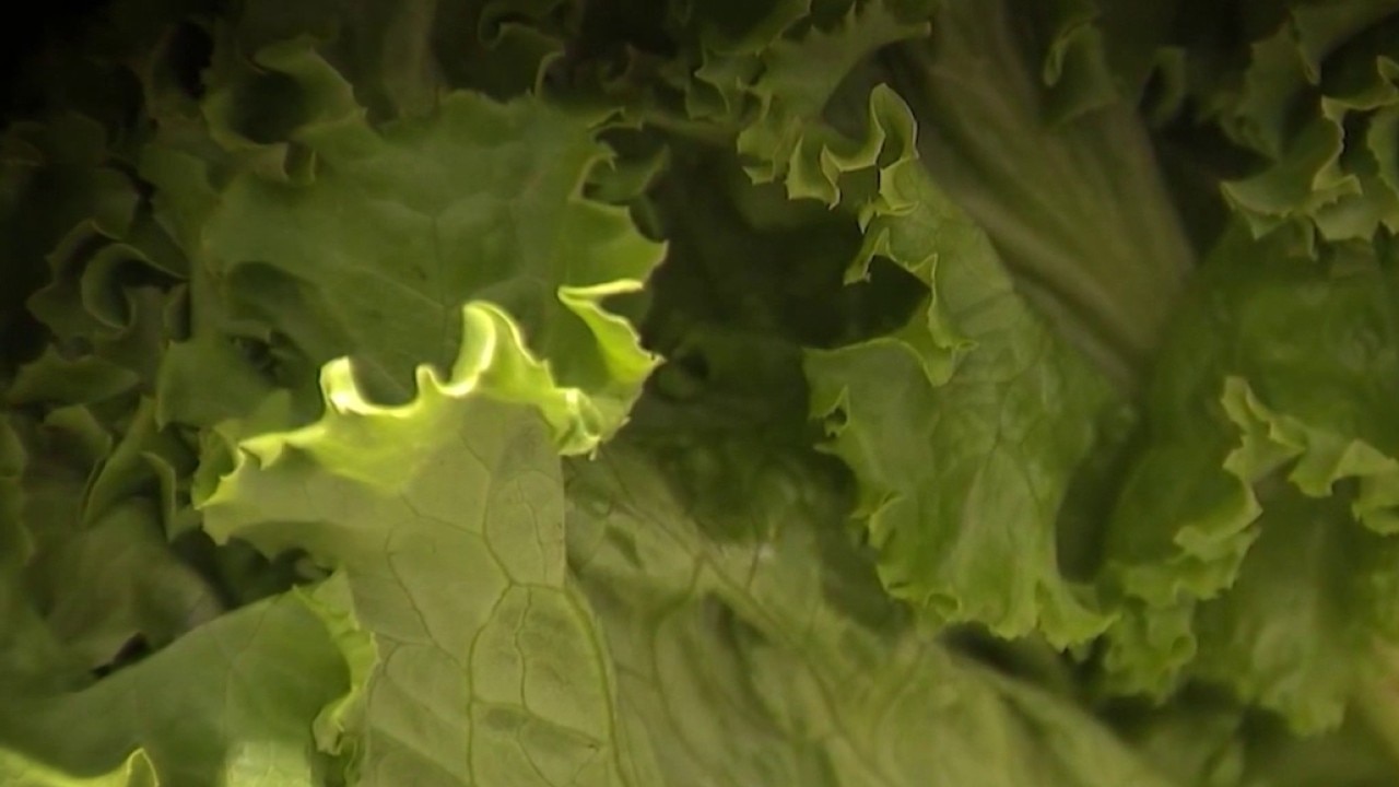 PREVIOUS: California lettuce supplier linked to past outbreaks