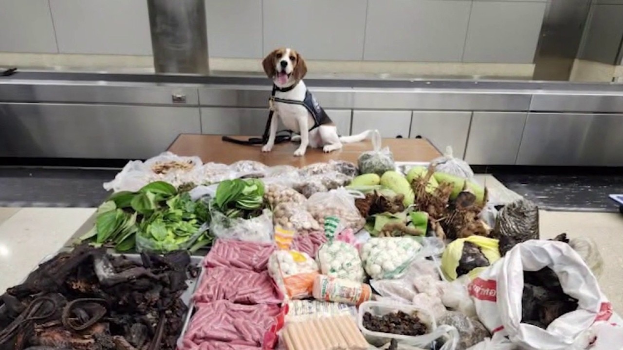 K9 helps seize lizard parts at LA port