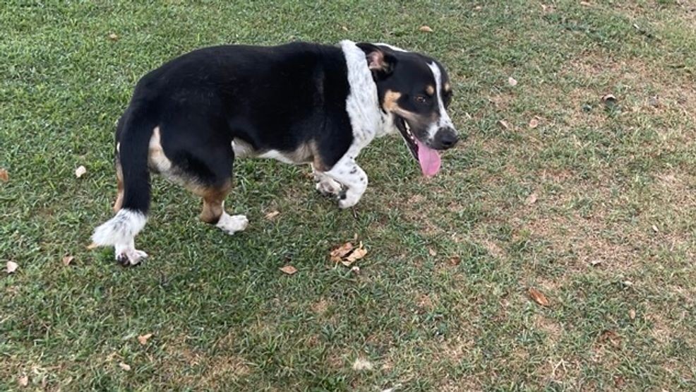 Pet of the Week, Rebel (KBAK/KBFX)