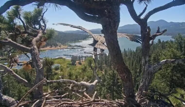 California's world-famous eagle nest sends its second chick skyward, a day behind sibling Sandy