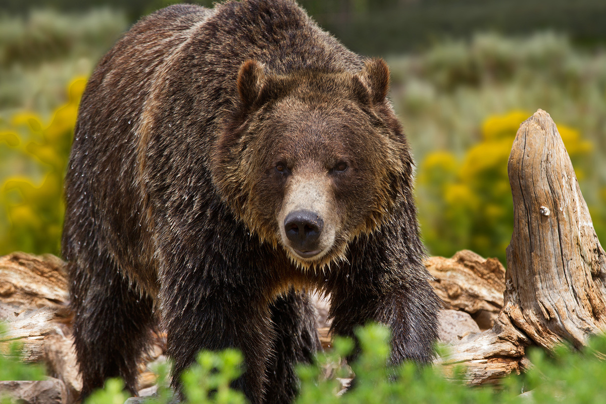 The grizzly bear is one of California’s state animals.