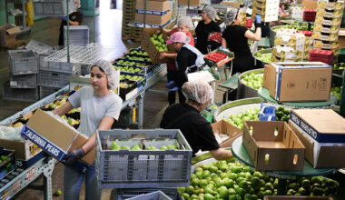 Early crop boosts prospects for California pear growers – Daily Democrat