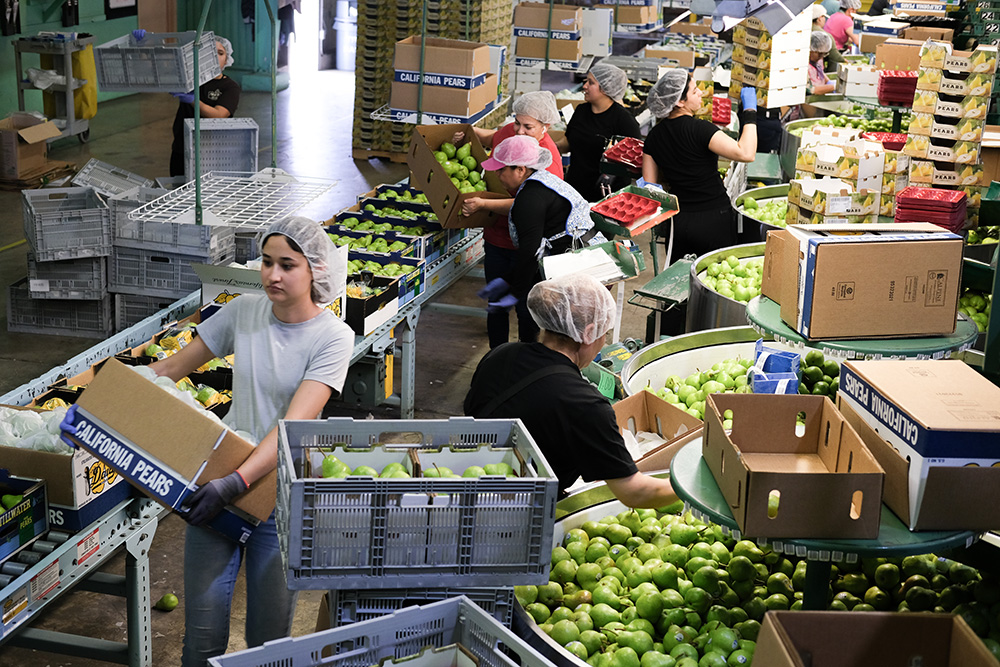 Early crop boosts prospects for California pear growers – Daily Democrat