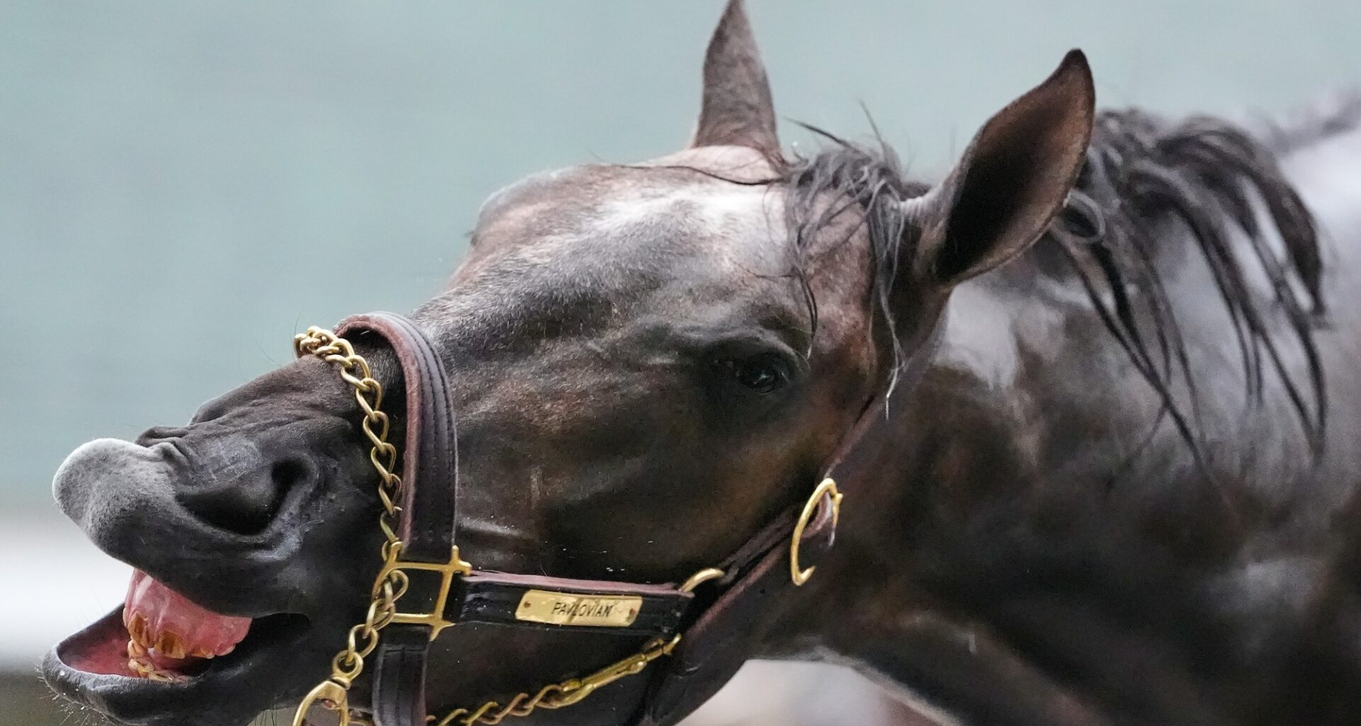 Kentucky Derby entrant the favorite to win Friday's Real Good Deal Stakes at Del Mar
