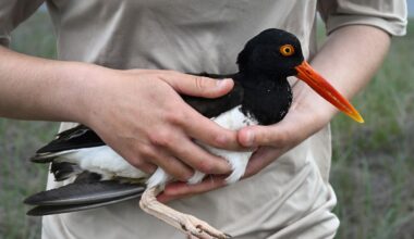 Climate Shorebird Revival