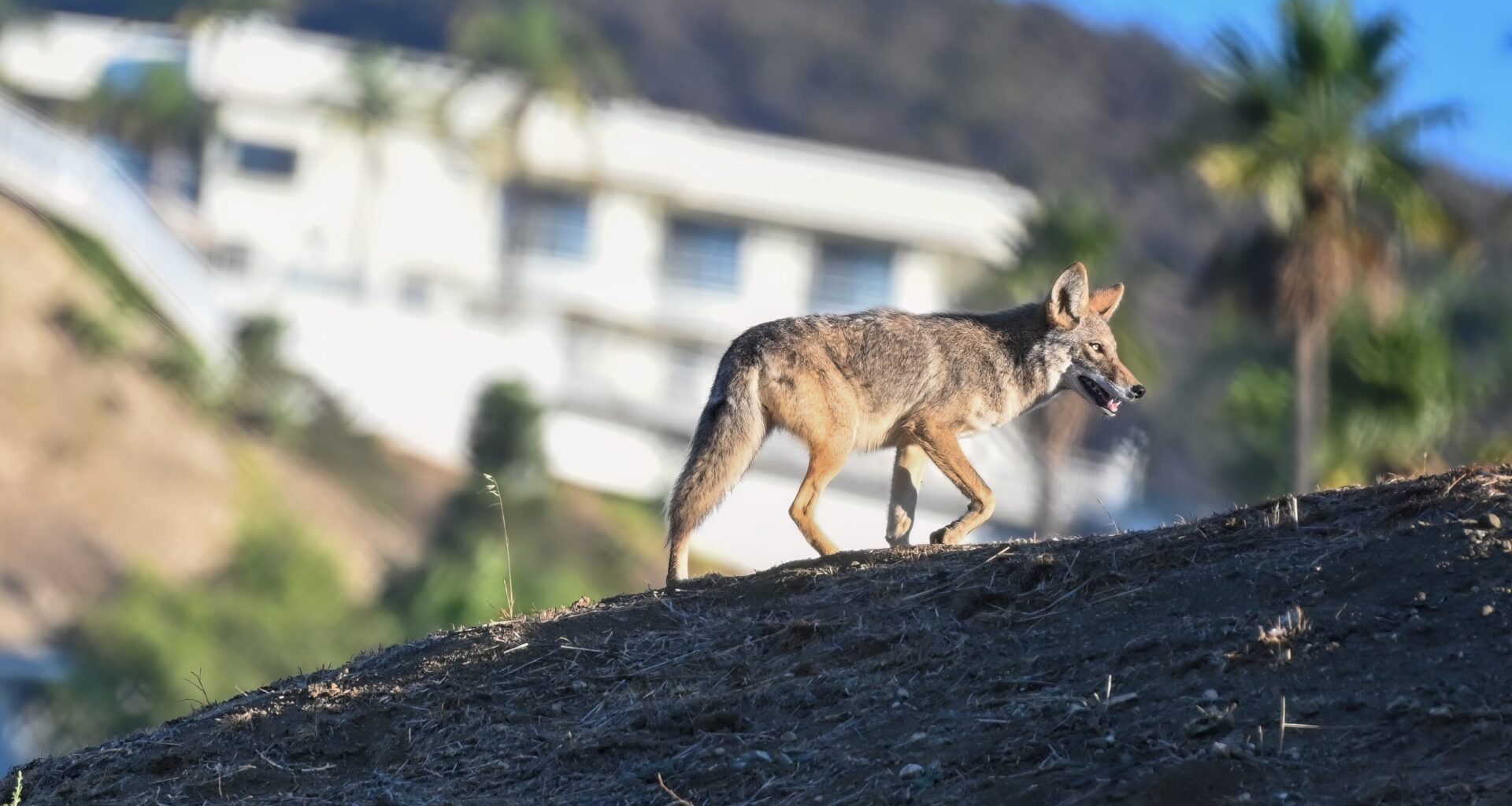 West Hollywood Residents Raise Alarm Over Coyote Pack at Site