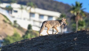 West Hollywood Residents Raise Alarm Over Coyote Pack at Site