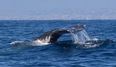 Alarming trends researchers are tracking in gray whales