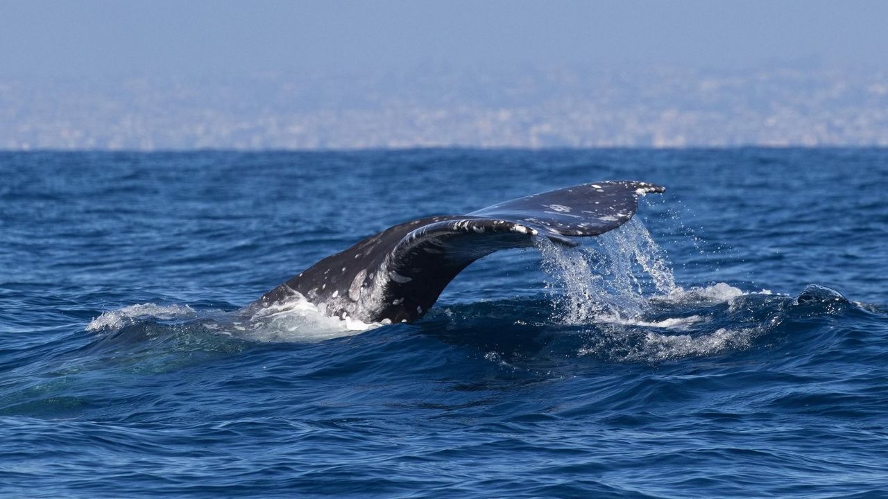Alarming trends researchers are tracking in gray whales