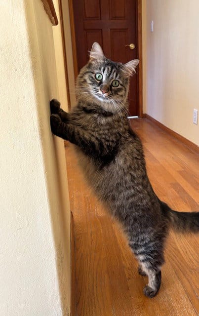 A beautiful long-haired gray cat stands up in a hallway and rests its front paws on the wall.