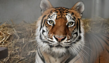 Rescued tiger comes to Oakland Zoo