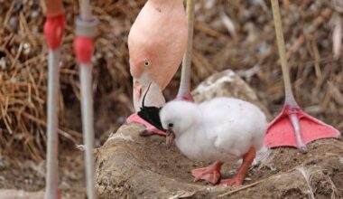 San Francisco Zoo welcomes 4 new flamingo chicks – NBC Bay Area
