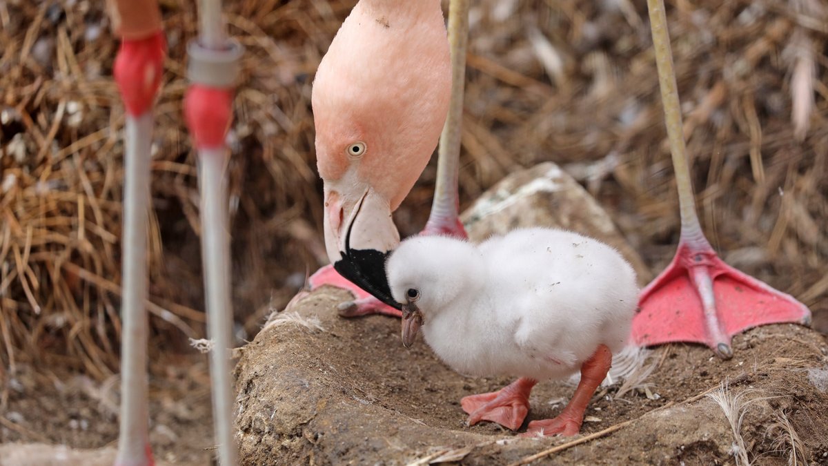 San Francisco Zoo welcomes 4 new flamingo chicks – NBC Bay Area
