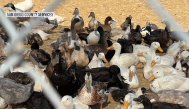 More than 800 birds rescued from Valley Center property – NBC 7 San Diego