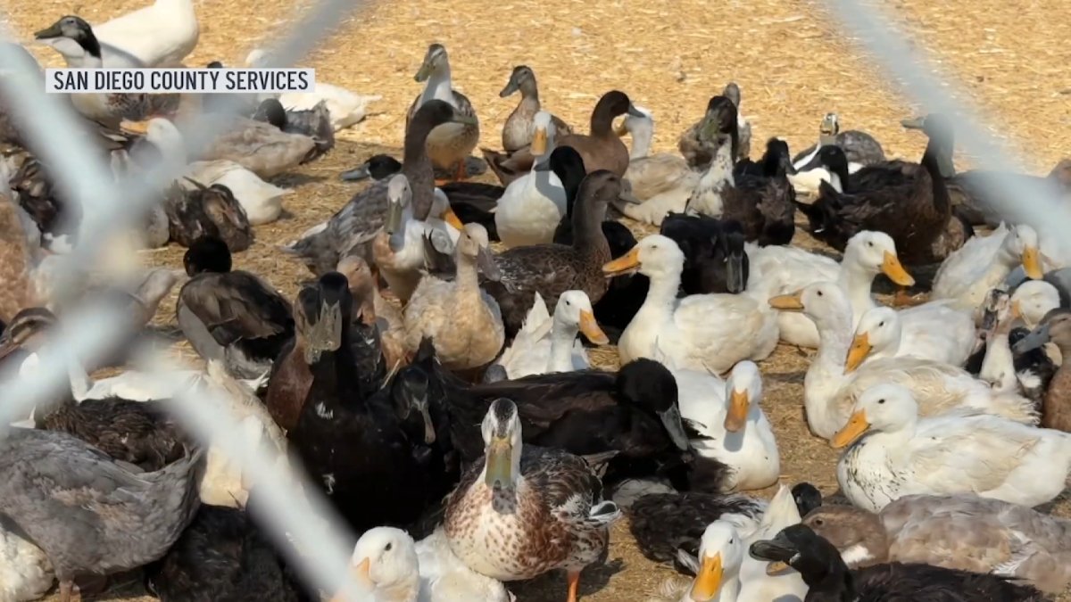 More than 800 birds rescued from Valley Center property – NBC 7 San Diego