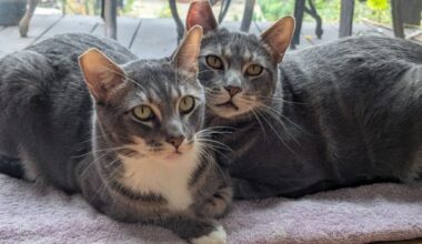 East Bay pets of the week for July 10