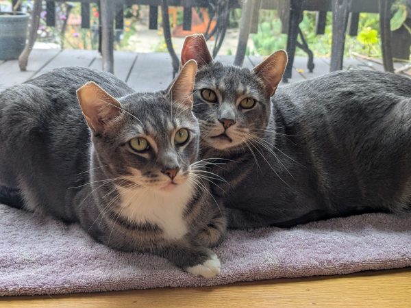 East Bay pets of the week for July 10