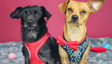 East Bay pets of the week for July 24
