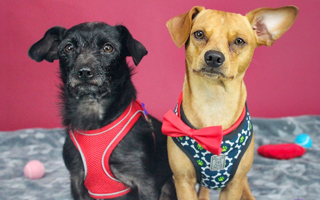 East Bay pets of the week for July 24