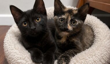 East Bay pets of the week for July 31