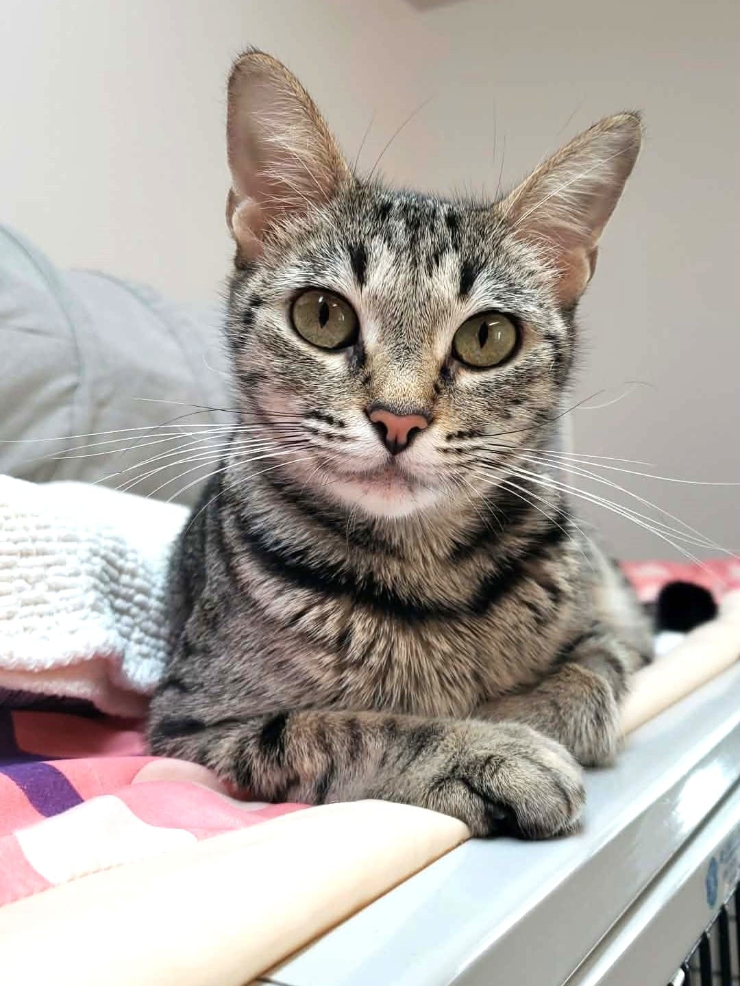 A really sweet gray and black cat stares at the viewer while sitting patiently.