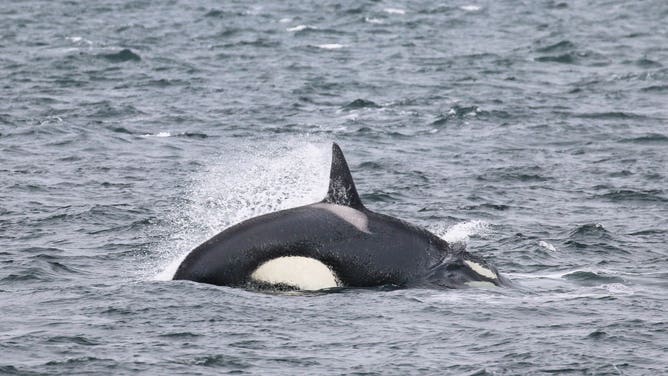 FILE - A Bigg's killer whale hunting. (Image credit: Sam Murphy, Island Adventures Whale Watching)