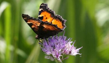 Butterfly Bliss: California Tortoiseshells in Tahoe