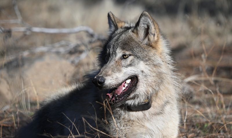 A gray wolf recovers from sedation after capture and collaring.