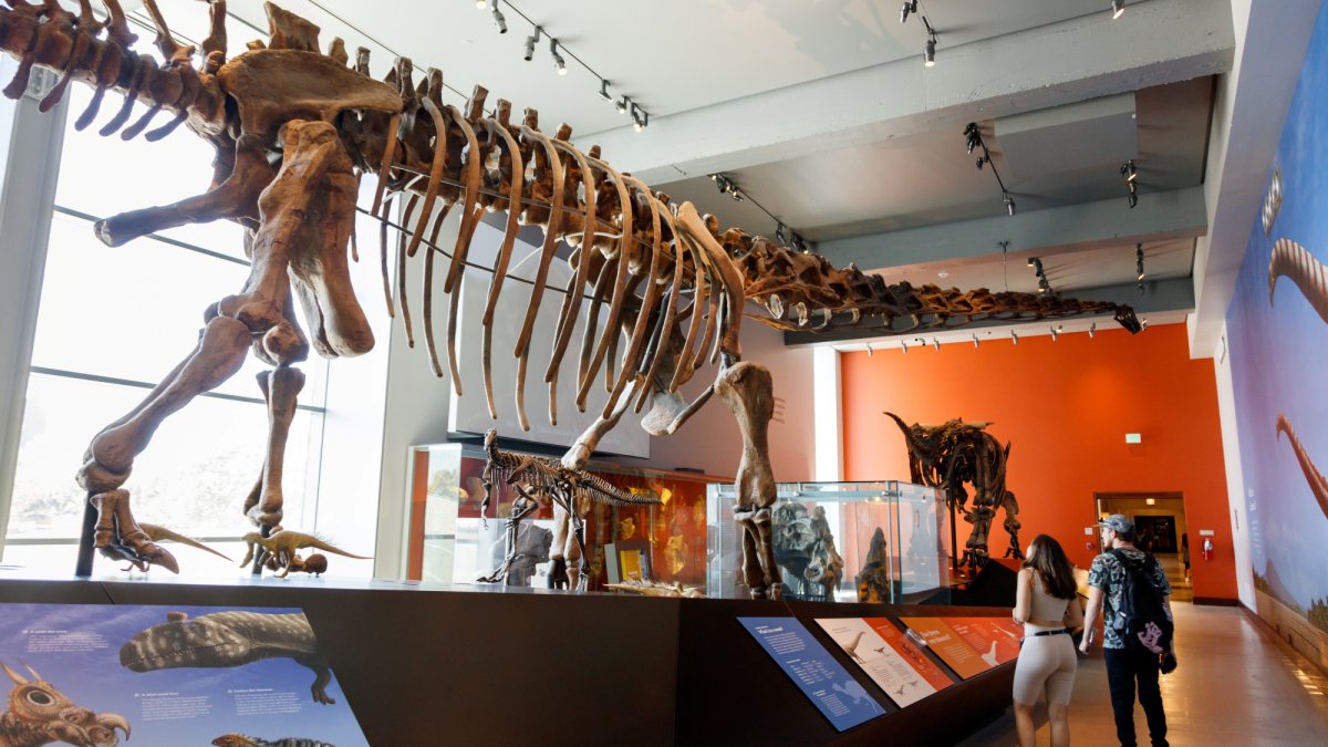 A new ‘Backstage Pass to Dinosaur Discovery’ is now roaring at NHM – NBC Los Angeles
