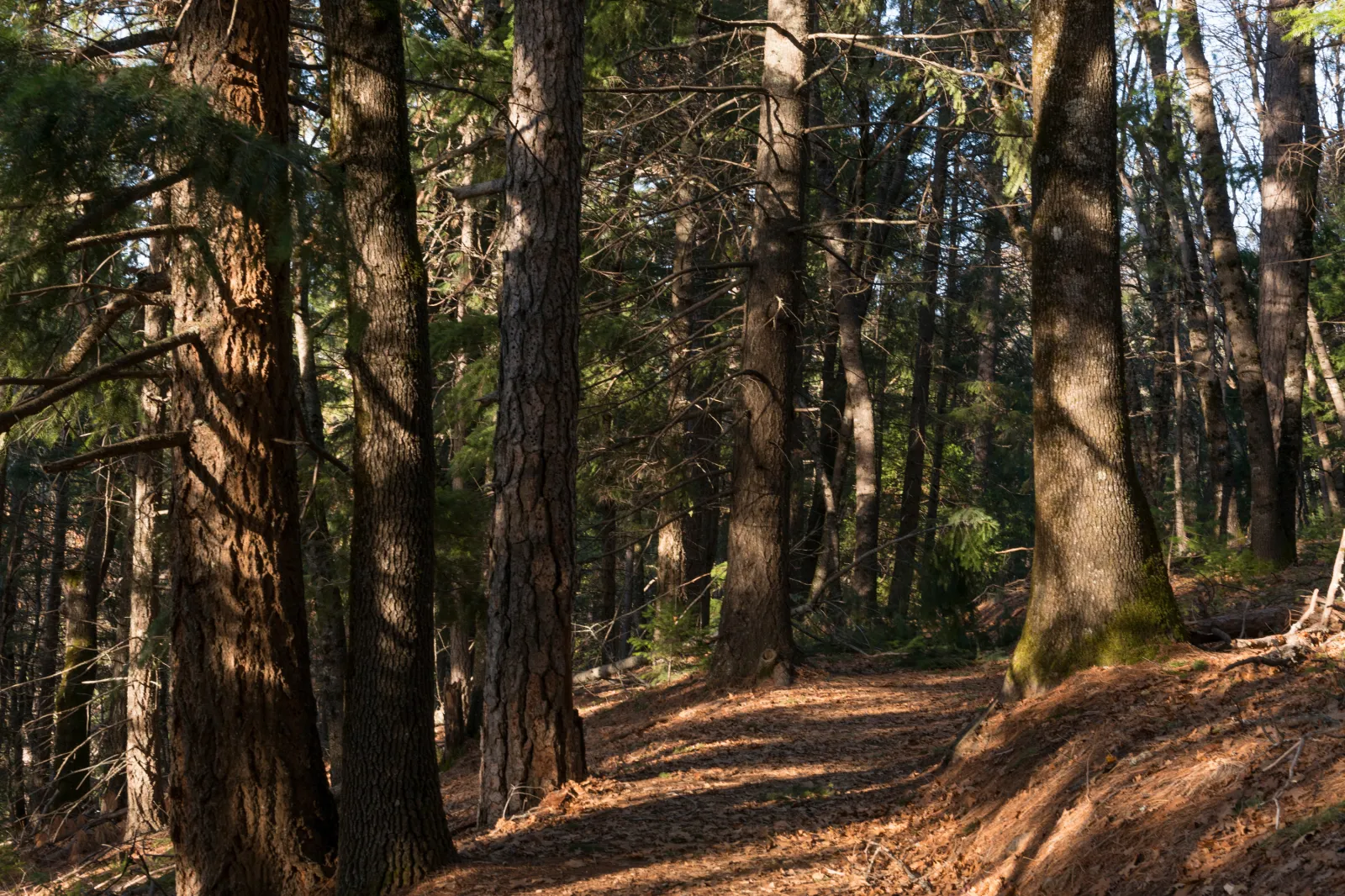 Mountainside trail in Shasta-Trinity National Forest, leading to the viewpoint of jagged rock formations at the pinnacle of Castle Crags State Park, south of Dunsmuir, California.