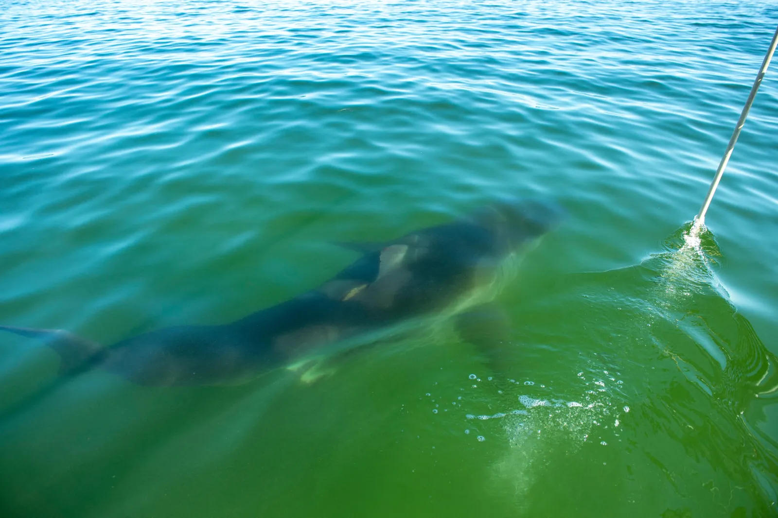 Video footage shows a Great White Shark off the coast of Chatham, Massachusetts, on October 21, 2022.