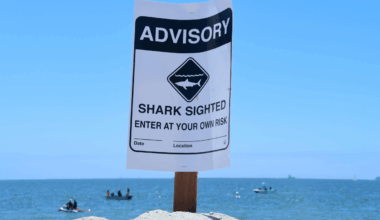 Shark Sightings Surge Across New York Beaches as Great White Heads North