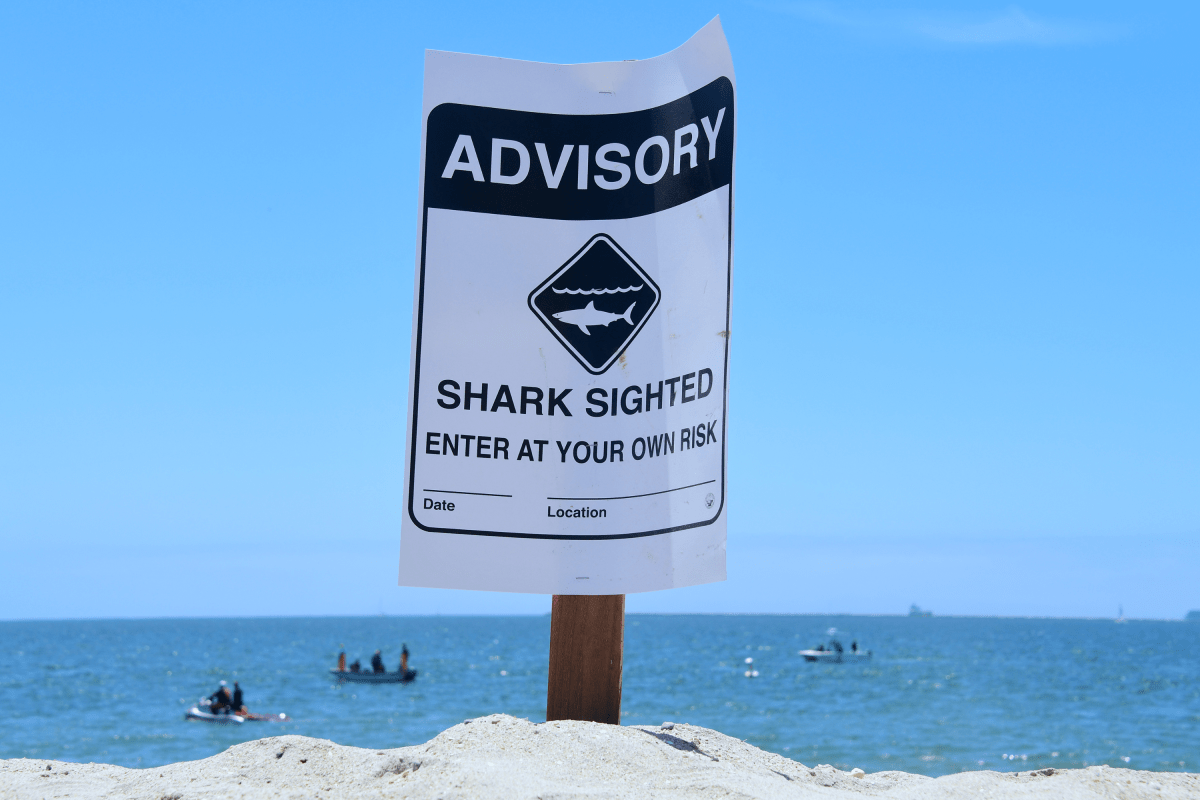 Shark Sightings Surge Across New York Beaches as Great White Heads North