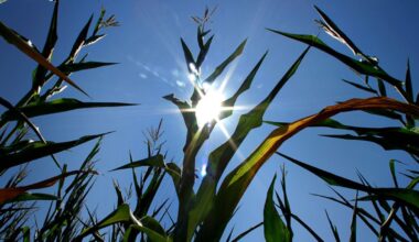 Southland to get no relief from heat all week – NBC Los Angeles