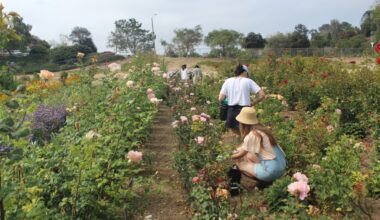Farm to face: Harvesting botanicals from Encinitas farm helps create a healing, natural skincare product – San Diego Union-Tribune