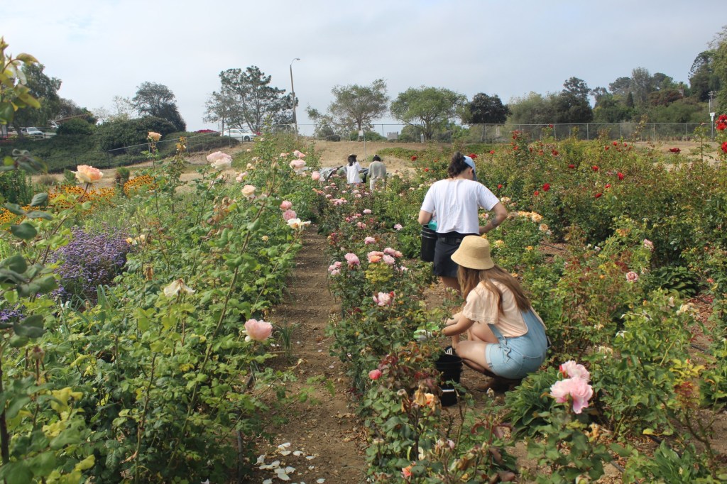 Farm to face: Harvesting botanicals from Encinitas farm helps create a healing, natural skincare product – San Diego Union-Tribune
