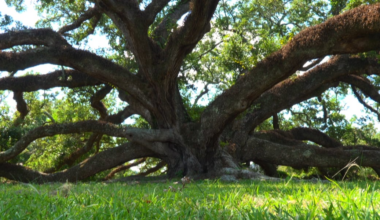 Long Beach oak trees celebrated for age, size