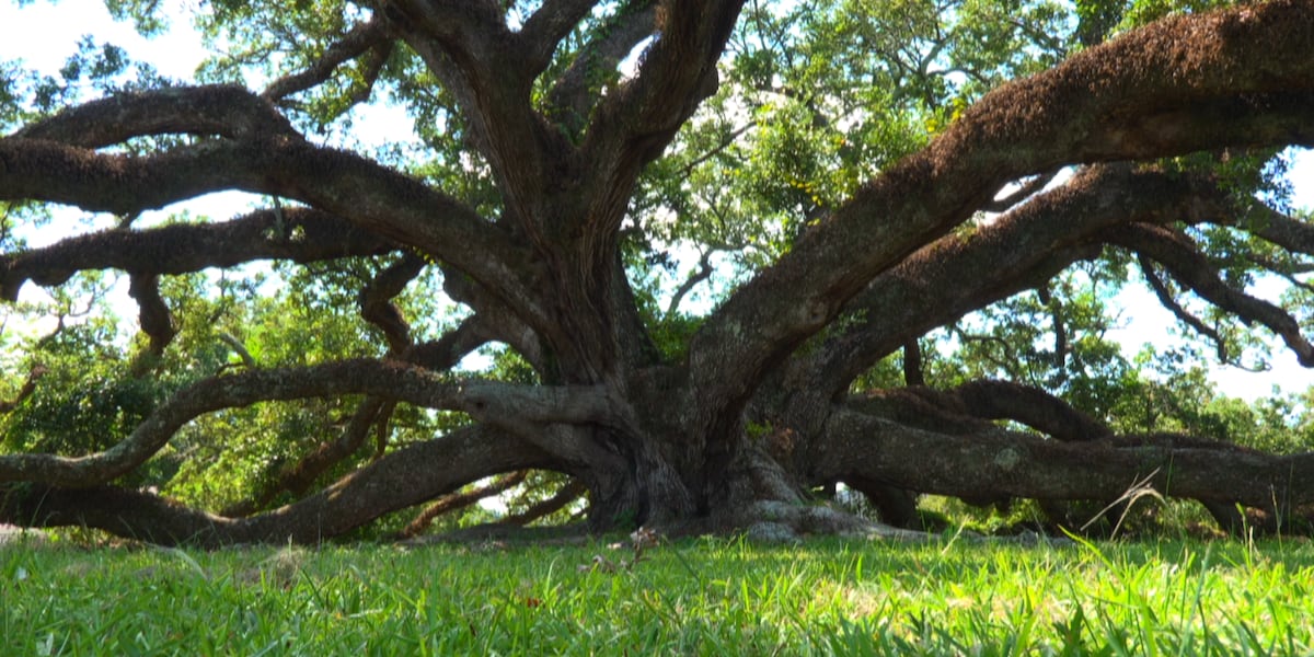 Long Beach oak trees celebrated for age, size