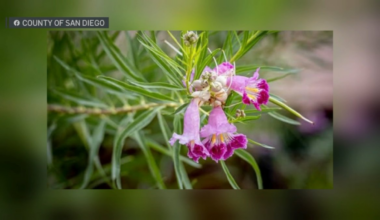 This Costco plant may have invasive pests, San Diego County warns – NBC 7 San Diego