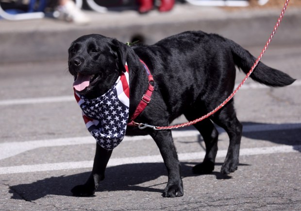 A black Labrador retriever named Kona wears a flag bandana as the Alameda 4th of July Parade heads down Park Street in Alameda, Calif., on Saturday, July 4, 2026. (Jane Tyska/Bay Area News Group)