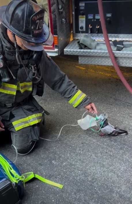 An Oakland firefighter provides oxygen to a pigeon following a vehicle fire on Tuesday, July 14, 2026. (Oakland Firefighters Local 55)